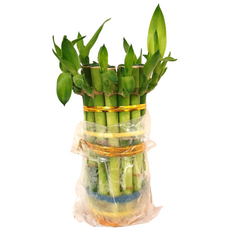 개운죽 10cm 1묶음 (10개포함) 1팩