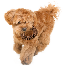 BBOSIRAEGI 狗狗O型玩具, 棕色, 1個