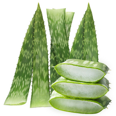 권도영알로에 식용 생알로에 사포나리아 1kg 유기농 생잎, 1개