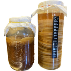 스코비 콤부차 원액 만들기 (kombucha scoby) 1개 홍차버섯