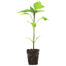 파머시카 땡초 모종 국내산 작은청양고추, 4개