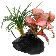 미미네아쿠아 2구 활착수초 - 레드스타 애란, 1개