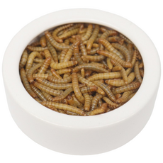 (보온포장 포함)살아있는 밀웜 소량구매 중사이즈 파충류 먹이 생밀웜 도마뱀간식, 50개