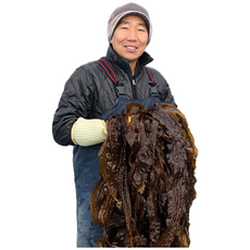 완도맘 생 곰피미역 쇠미역 당일조업하여 싱싱하게 발송, 1개, 2kg