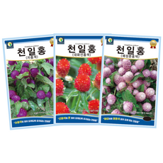 천일홍 씨앗 3종세트 꽃씨 꽃씨앗 봄꽃씨 봄 여름 가을 겨울 보라색 핑크색 빨간색 분홍색, 1개