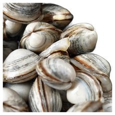 [단골농장] 서해안 고창 갯벌 해감된 동죽 조개 물총조개, 7kg, 1개