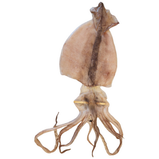 [웅이네] 반건조 피데기 오징어 특대 10미 1 2kg 1.5kg 1.8kg 업소용 프리미엄, 1개, 중, 반건조 오징어 중 1.2kg내외 10미