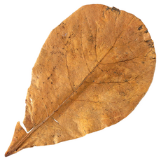 미미네아쿠아 베타어항 수질 알몬드잎 Almond Leaf 1장, 1개