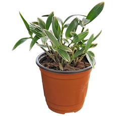 나라아트 난 깅기아난복륜 풍란 동양란 난화분