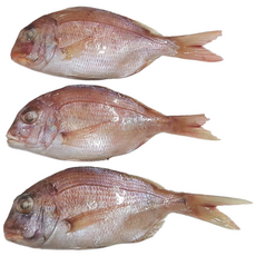 자갈치닷컴 냉동도미 도미, 180g (20-23cm)전후, 5개