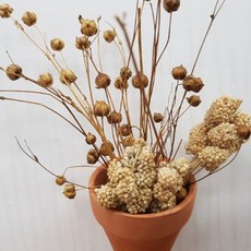 햄스터 간식 먹이 아마씨줄기 중(150알이상), 중(150알 이상), 1개, 18g