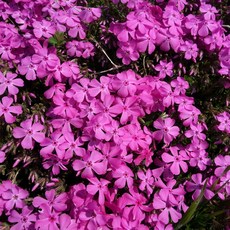 한국식물원영농조합법인 분홍 (홍설) 꽃잔디 8cm 포트 50개입, 50개, 분홍. 홍설