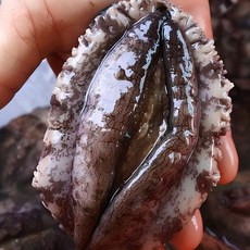 싱싱해 완도 활 전복, 1박스, 3호 (대)10-11미 1kg