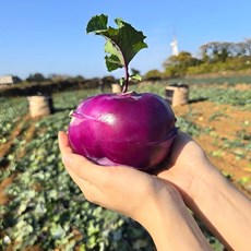 [제주직송] 고당도 100% 제주 콜라비 로얄과 특품, 5kg, 1박스