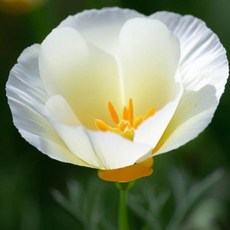 금영화 캘리포니아포피 4색상 씨앗 선택구매, 1개, 아이보리 30립