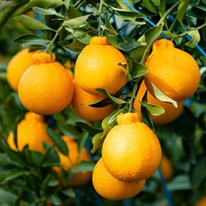 푸른마을 산지직송 제주 한라봉 선물세트 고당도 프리미엄 과일 명절 부모님 선물용 2.5kg, 1박스