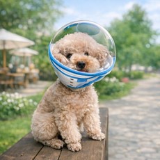 강아지 고양이 반려동물 투명 보호헬멧 넥카라 대체 물림방지 넓은시야 식사가능 우주헬멧, 1개, 푸른 색