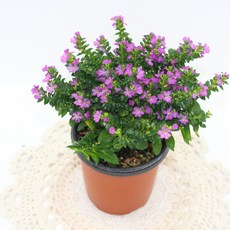 [골든플랜트] 쿠페아 소품 보라색꽃 구피아 실내공기정화 꽃식물, 1개