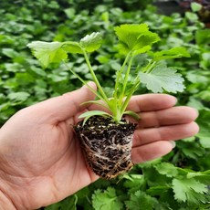 모두다팜 고수모종 12개 텃밭 베란다 주말농장 모종