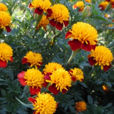 키작은 프렌치메리골드 씨앗 9종 각 20립 소포장 선택구매, 타이거아이 20립, 1개