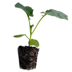 마이플랜트 브로콜리 얼리유 모종, 4개