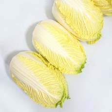 국내산 알배기배추 알배추 쌈배추 통배추 배추, 2개, 500g