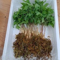 (진새싹삼) 대숲 맑은 청정 담양에서 키운 새싹삼 가정용12cm내외 쌈 샐러드용 100뿌리, 1.5g, 200개