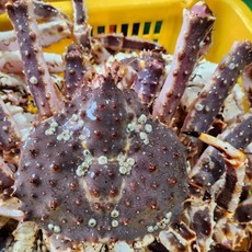 (찜/자숙) 속이 꽉찬 블루킹크랩 수율 80-90% 이상, 1박스, (찜/자숙) 블루킹크랩 2.0kg(1마리)