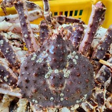 (찜/자숙) 속이 꽉찬 블루킹크랩 수율 80-90% 이상, 1박스, (찜/자숙) 블루킹크랩 4.0kg(1마리)