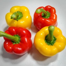 백화점납품용 3차선별 아삭한 프리미엄 황제 파프리카, 1개, 2kg