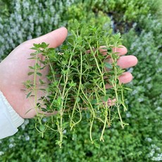 산지직송 신선한 레몬타임 골든레몬타임 허브생잎, 50g, 1개