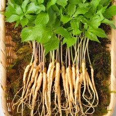 새싹삼 재배세트 인삼 키우기 40뿌리 외, 1년근 묘삼-40뿌리, 1개