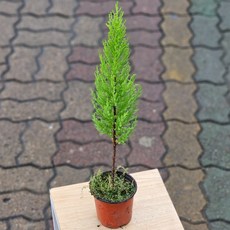 원플원 2개발송 외목대 율마 허브 피톤치드 나무 허브 월마 소품 반려허브 허브차 공기정화 플랜테리어 에이피플랜츠, 1개