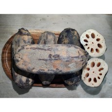 25년 햇연근 흙연근 특품 (암연근으로만 구성) / 가정용 연근 (암/수 혼합), 1박스, 가정용 (암/수 혼합) 1kg