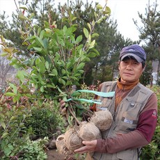 홍가시 레드로빈 나무 묘목 1M20 1M 80cm3년생 (분묘) 사철 상록수 울타리나무, 1개