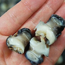 [산지직송] 양평의 맑은 물에서 자란 깨끗한 우렁이 1kg (HACCP인증) 실중량 700g, 1개