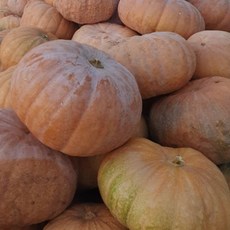 [그린키농원] 국내산 햇 늙은호박 5kg 1통 (2025년산)/ 호박죽 찜 건강식재료, 1개