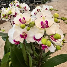 호접난 호접란 서양난 쌍대 진핑크 만천홍 대성식물, 05. 식물만_흰색 쌍대 투톤(k9), 1개