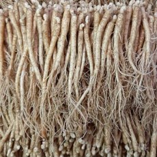 삼계탕용 갈비탕용 작은 실삼계 무료세척 실속형 100뿌리내외, 실삼계500g(80-120뿌리), (세척해주세요O), 1개