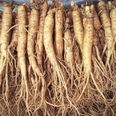 햇인삼 5년근 수삼 실속형 인삼 350g (무료배송) 가정용인삼, 선택1. 실속형 350g(11-15뿌리), 1개