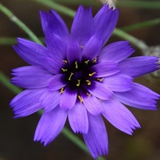 큐피드의화살 연보라 씨앗 소포장 대포장 파종첫해 개화, 소포장 10립, 1개