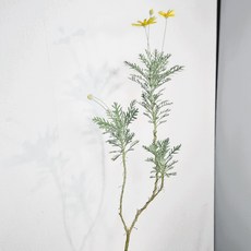 서비내 유리호프스 긴수형 대형 70CM 이상 인테리어식물 플랜테리어 키우기쉬운꽃 내한성, 1개