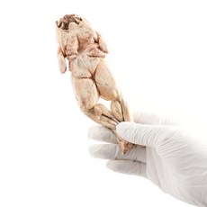 퓨얼리파우 동결건조 개구리 2P, 1개, 30g