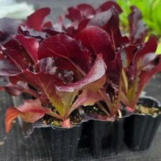 [오감] 쌈채소 적로메인 상추 모종 묘종, 7개