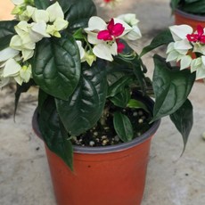 식물교감 덴드롱 덴드론 공기정화식물 인테리어식물, 1개