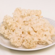 천기꽃송이버섯 생꽃송이버섯(유기농 GAP인증), 1개, 500g