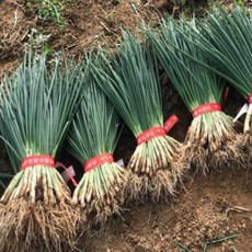 국내산 싱싱한 쪽파 흙쪽파 1단, 1개, 700g