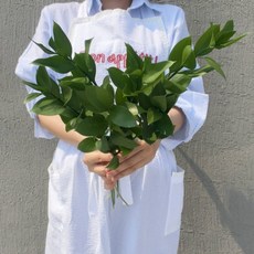 [정아네식탁] 루스커스 무드 한다발 플랜테리어 생화 꽃다발 택배 생화배송, 5개