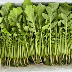 [꿀야채 어린열무] 물 좋은 철원 산지직송 어린열무(얼갈이세트), 1개, 어린열무(단품) 4kg