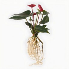 메이크정글 공기정화 수경재배 흙 세척 식물 모음 안스리움, 1개